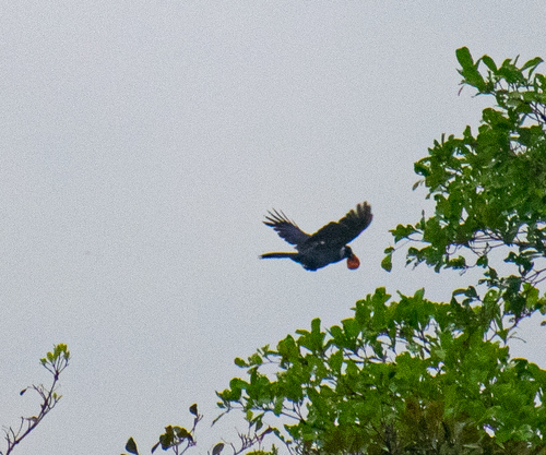 Violaceous Jay (Cyanocorax violaceus), photo 3