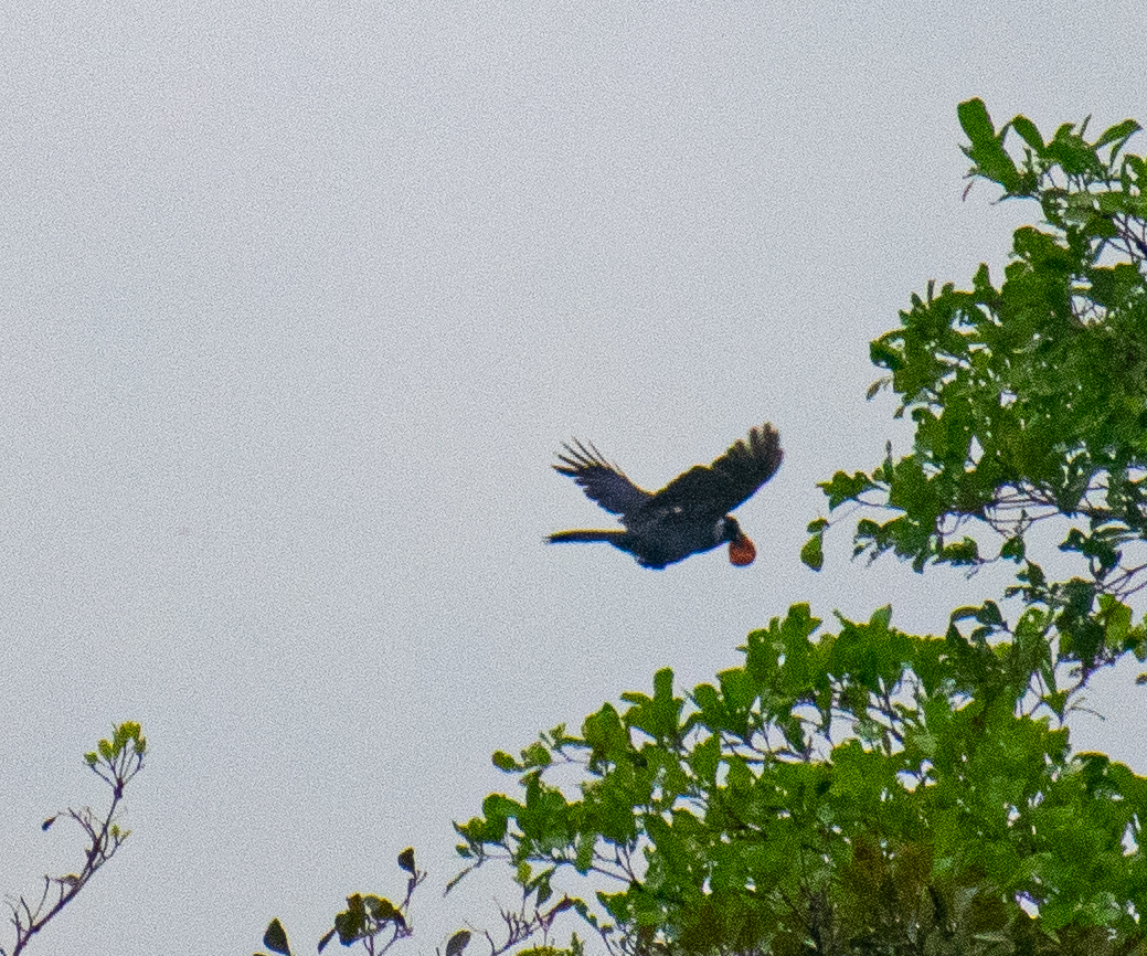 Violaceous Jay (Cyanocorax violaceus), photo 4
