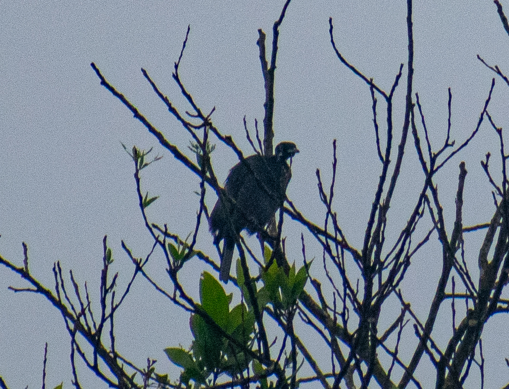 Bare-necked Fruitcrow (Gymnoderus foetidus), photo 1