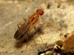 Clusia lateralis