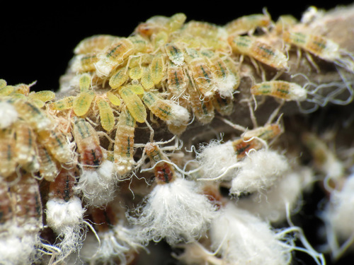 Beech Blight Aphid photo 5