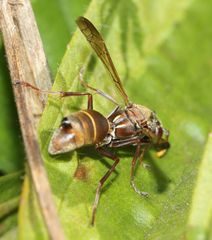 Strepsiptera