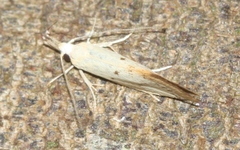 Thema argoptera