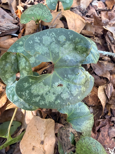 Asarum splendens, photograph 6