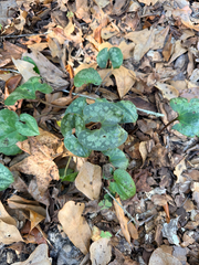 Asarum splendens, photograph (c) Melissa Meadows, some rights reserved (CC BY)