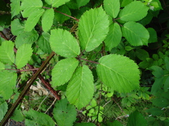 Rubus raduloides