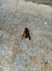Scaptia adrel