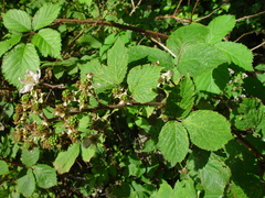 Rubus raduloides