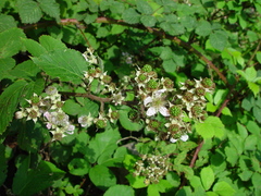 Rubus raduloides