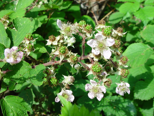 Weber's Bramble (Rubus raduloides)
