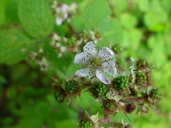 Rubus raduloides