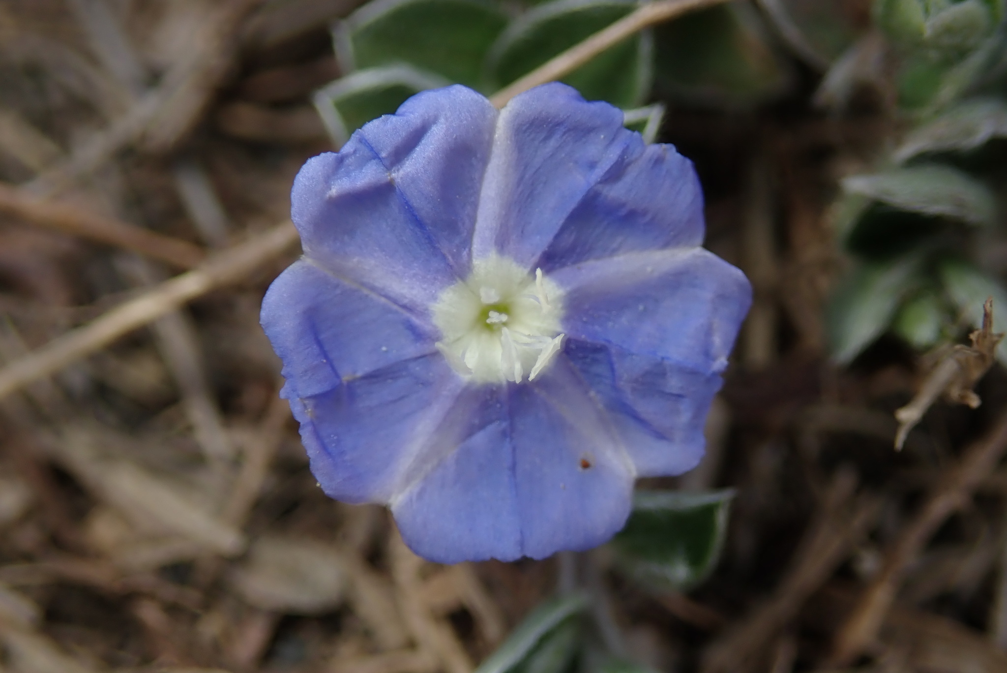 Pico de Pájaro (Evolvulus alsinoides) · Natusfera