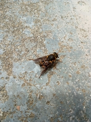 Scaptia adrel