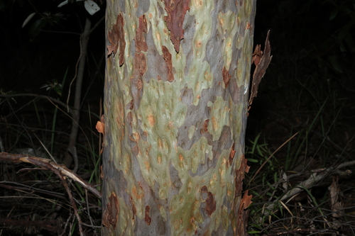 Northern Spotted Gum (Corymbia variegata)