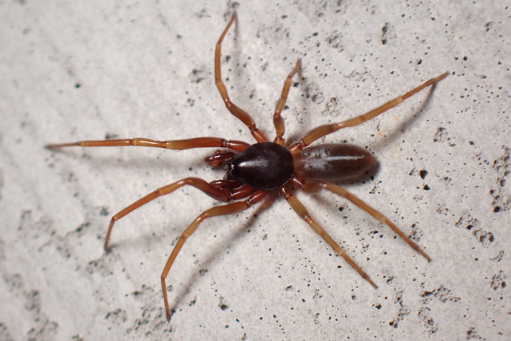 Dasumia canestrinii