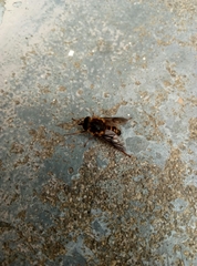 Scaptia adrel