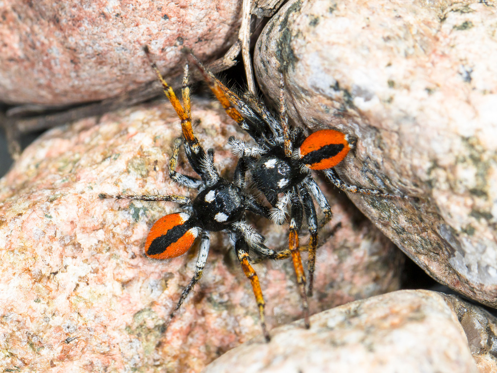 Red-bellied Jumping Spider