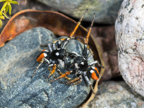 Red-bellied Jumping Spider