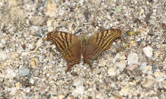 Hypanartia dione