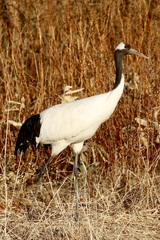 Grus japonensis
