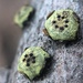 Diatrype virescens - Photo (c) Erik Erbes, some rights reserved (CC BY-NC), uploaded by Erik Erbes
