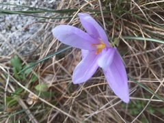 Crocus carpetanus
