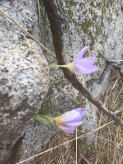 Crocus carpetanus