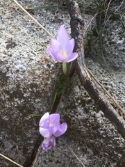 Crocus carpetanus