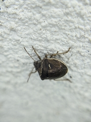 Eysarcoris distinctus