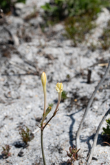 Cyrtanthus leucanthus