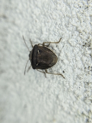 Eysarcoris distinctus