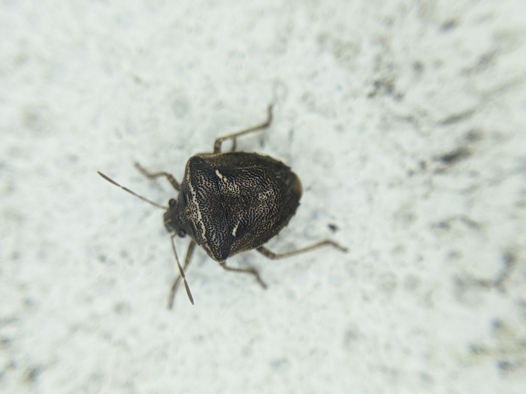 Eysarcoris distinctus