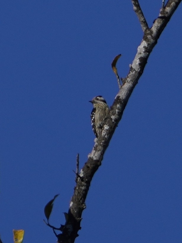 Grey-capped Pygmy Woodpecker (Yungipicus canicapillus), photo 5