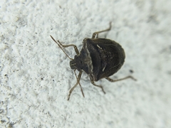 Eysarcoris distinctus