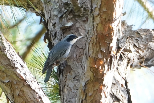 Giant Nuthatch (Sitta magna)