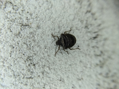 Eysarcoris distinctus