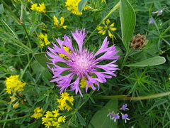 Psephellus sibiricus