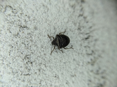 Eysarcoris distinctus