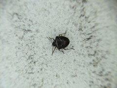 Eysarcoris distinctus