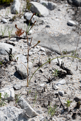 Cyrtanthus leucanthus