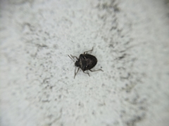 Eysarcoris distinctus