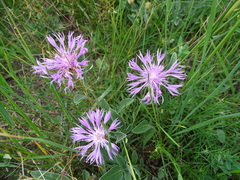 Psephellus sibiricus