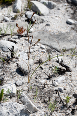 Cyrtanthus leucanthus
