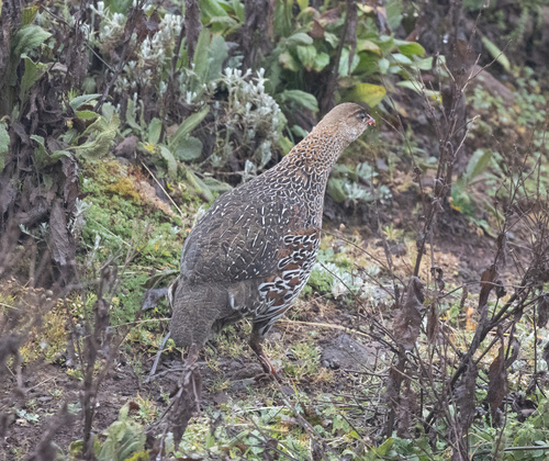 Chestnut-naped Spurfowl (Pternistis castaneicollis), photo 2