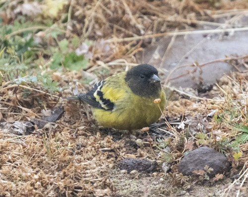 Ethiopian Siskin (Serinus nigriceps), photo 3