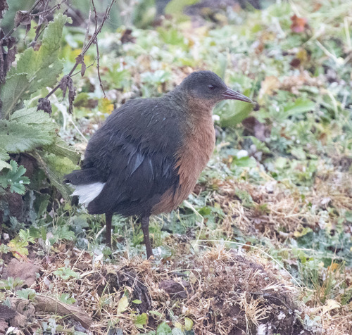 Rouget's Rail (Rougetius rougetii), photo 8