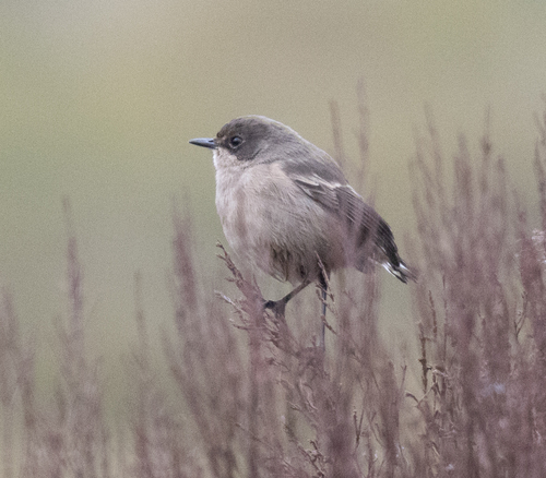 Moorland Chat (Pinarochroa sordida), photo 7