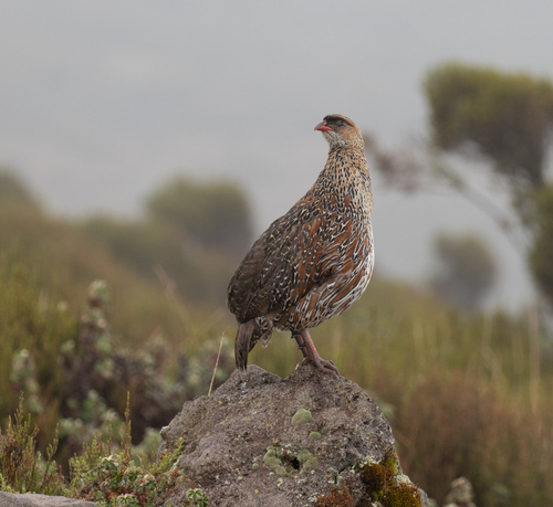 Chestnut-naped Spurfowl (Pternistis castaneicollis)
