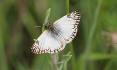 Heliopetes omrina