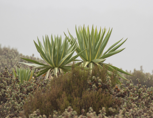 Lobelia rhynchopetalum, photograph 2